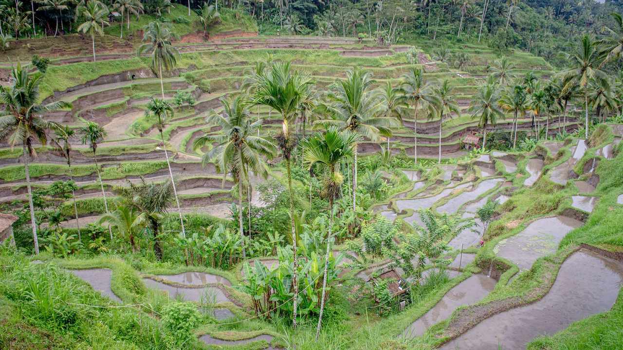 Layered green Tegallalang rice terraces in the valley north of Ubud — Bali trip cost guide